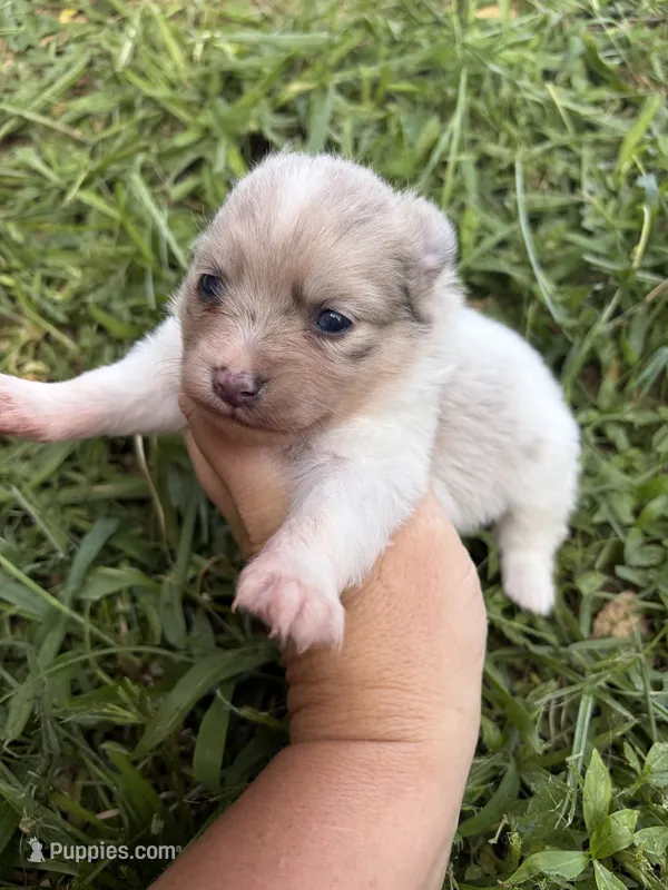 Ckc Merle  – Pomeranian puppy for sale in Trion, GA