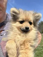 Akc orange sable boy, a male Pomeranian for sale in Trion, GA – Photo 2 of 4