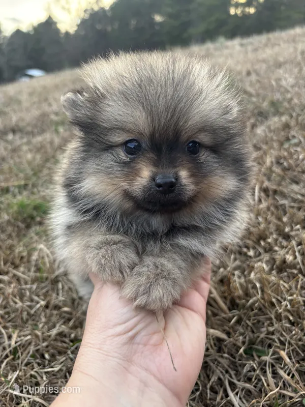 Akc orange sable boy