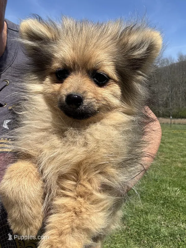 Akc orange sable boy, a male Pomeranian for sale in Trion, GA – Photo 1 of 4