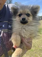 Akc orange sable boy, a male Pomeranian for sale in Trion, GA – Photo 4 of 4