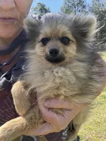 Akc orange sable boy, a male Pomeranian for sale in Trion, GA – Photo 3 of 4