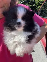 Akc black parti , a female Pomeranian for sale in Trion, GA – 4 of 4