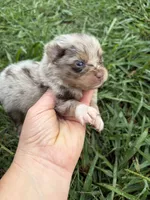 Ckc chocolate and tan , a male Pomeranian for sale in Trion, GA – 4 of 6