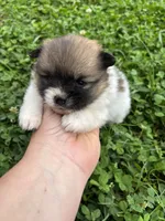 Ckc Orange sable parti freckles, a male Pomeranian for sale in Trion, GA – 2 of 4