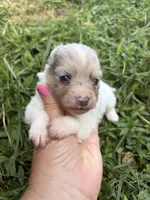 Ckc Merle , a male Pomeranian for sale in Trion, GA – 4 of 4