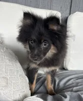 Clover Akc blue and tan , a female Pomeranian for sale in Trion, GA – 2 of 9