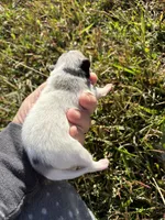 AKC blue and tan Merle Parti , a male Pomeranian for sale in Trion, GA – 4 of 4
