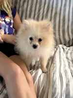 Akc cream , a female Pomeranian for sale in Trion, GA – 4 of 4