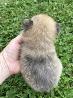 Akc orange sable from pepper, a female Pomeranian for sale in Trion, GA – 5 of 5