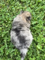 Akc small sable Merle from pepper, a female Pomeranian for sale in Trion, GA – 5 of 5