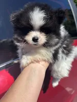 Akc black parti boy, a male Pomeranian for sale in Trion, GA – 4 of 4
