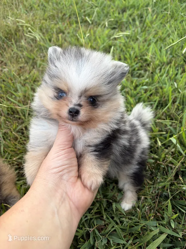 AKC black Merle with tan  – Pomeranian puppy for sale in Trion, GA