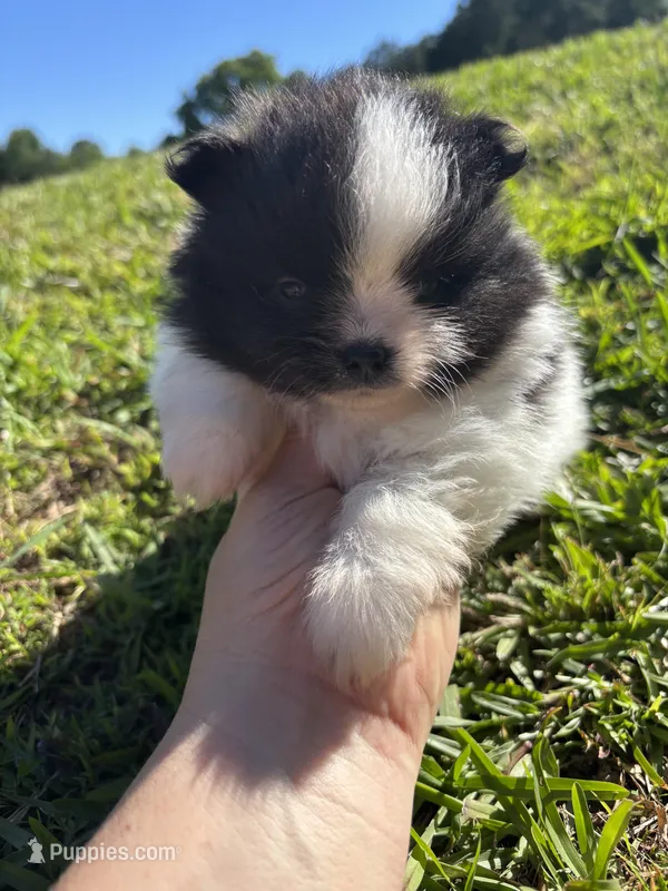 Akc black parti  – Pomeranian puppy for sale in Trion, GA