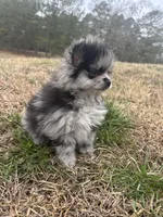 Blue Merle ckc, a male Pomeranian for sale in Trion, GA – Photo 6 of 6