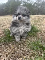 Blue Merle ckc, a male Pomeranian for sale in Trion, GA – Photo 4 of 6