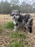 Blue Merle ckc, a male Pomeranian for sale in Trion, GA – Photo 3 of 6