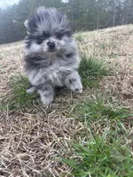 Blue Merle ckc, a male Pomeranian for sale in Trion, GA – Photo 2 of 6