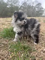 Blue Merle ckc, a male Pomeranian for sale in Trion, GA – Photo 5 of 6