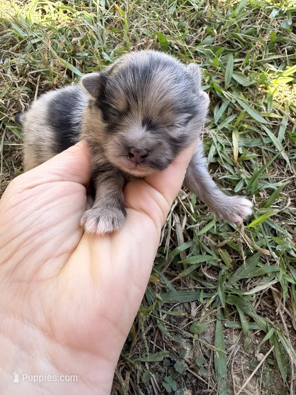 AKC blue Merle and tan  – Pomeranian puppy for sale in Trion, GA