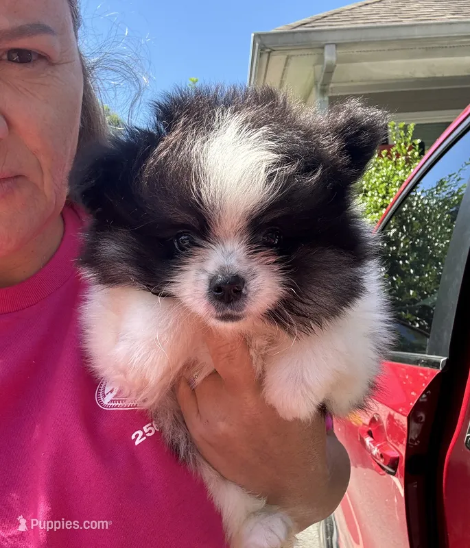 Akc black parti boy – Pomeranian puppy for sale in Trion, GA
