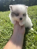 Ckc blue eyed Merle, a male Pomeranian for sale in Trion, GA – 2 of 4