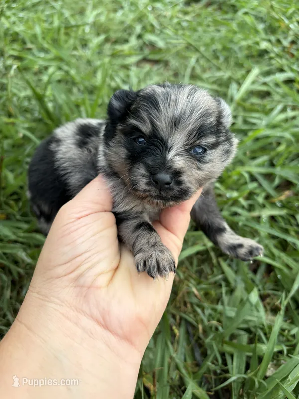 Tiny Ckc blue Merle girl  – Pomeranian puppy for sale in Trion, GA