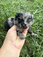 Tiny Ckc blue Merle girl , a female Pomeranian for sale in Trion, GA – 1 of 6