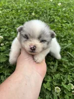 Ckc blue Merle parti , a female Pomeranian for sale in Trion, GA – 3 of 4