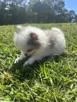 Ckc blue eyed Merle, a male Pomeranian for sale in Trion, GA – 3 of 4