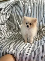 Akc cream , a female Pomeranian for sale in Trion, GA – 2 of 4