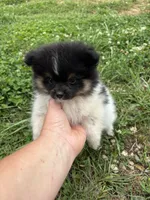 Akc tri parti , a male Pomeranian for sale in Trion, GA – 3 of 4