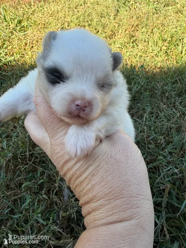 AKC blue and tan Merle parti – Pomeranian puppy for sale in Trion, GA