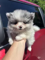 Akc blue Merle parti , a female Pomeranian for sale in Trion, GA – 4 of 4
