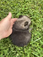 Akc dark orange sable girl , a female Pomeranian for sale in Trion, GA – 5 of 5