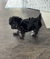 NA0126, a female Yorkipoo for sale in East Canton, OH – 3 of 4