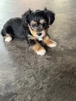 NA0426, a male Yorkipoo for sale in East Canton, OH – 3 of 3