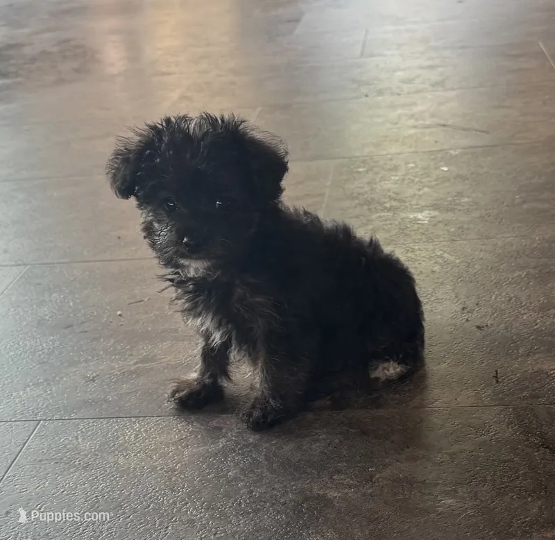 NA0126 – Yorkipoo puppy for sale in East Canton, OH