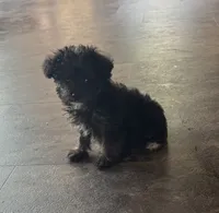 NA0126pending, a female Yorkipoo for sale in East Canton, OH – 6 of 8