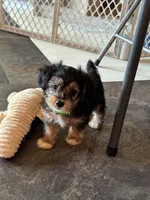 NA0326pending, a male Yorkipoo for sale in East Canton, OH – 2 of 3
