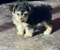 NA0226sold, a male Yorkipoo for sale in East Canton, OH – 5 of 9
