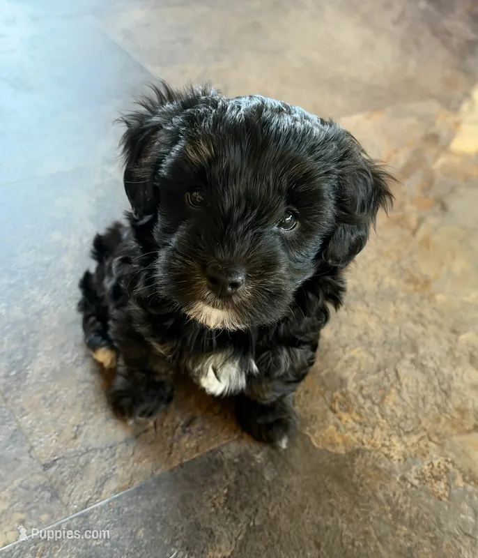 Ma0126 – Yorkipoo puppy for sale in East Canton, OH