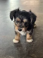 NA0426, a male Yorkipoo for sale in East Canton, OH – 1 of 3