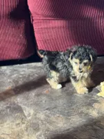 NA0226sold, a male Yorkipoo for sale in East Canton, OH – 6 of 9