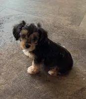 NA0426sold, a male Yorkipoo for sale in East Canton, OH – 4 of 4
