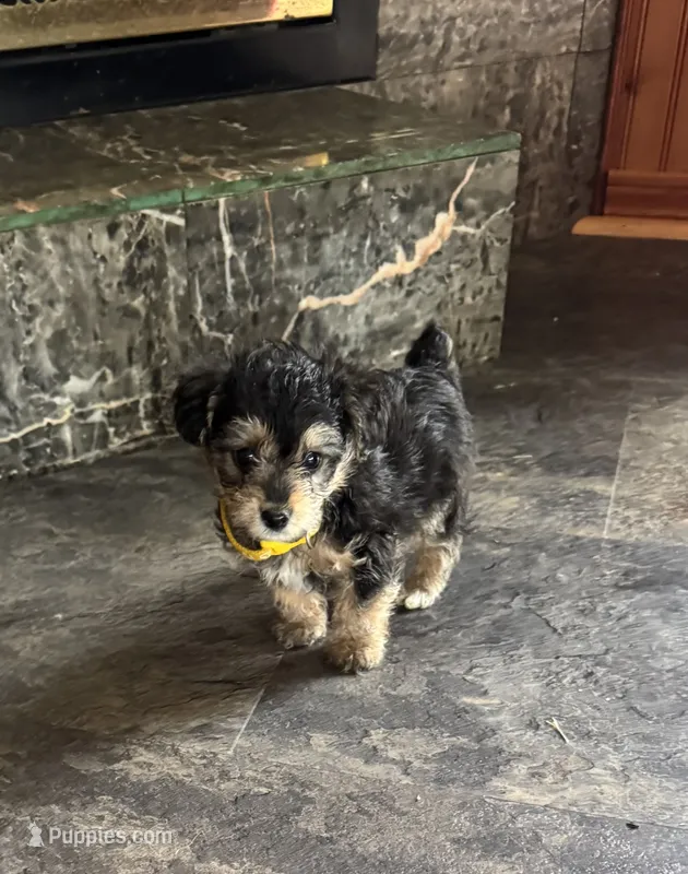 NA0226 – Yorkipoo puppy for sale in East Canton, OH