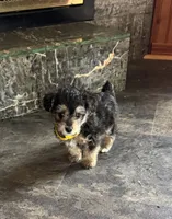 NA0226sold, a male Yorkipoo for sale in East Canton, OH – 8 of 9