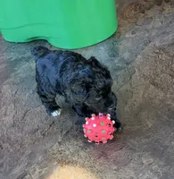 Ma0126, a male Yorkipoo for sale in East Canton, OH – 3 of 4
