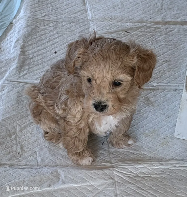 Ma0226 – Yorkipoo puppy for sale in East Canton, OH