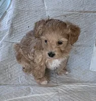 Ma0226, a male Yorkipoo for sale in East Canton, OH – 1 of 3
